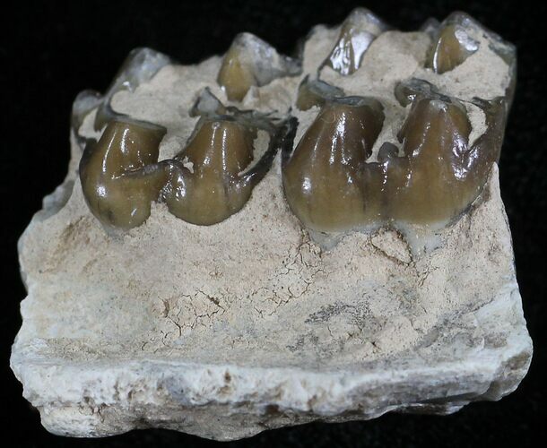 Oligocene Horse (Mesohippus) Jaw Section #25051